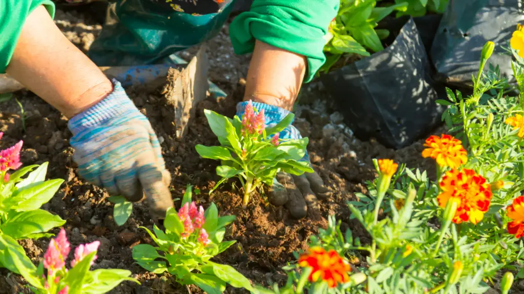 hands are planting flowers in the ground as an illustration to show how planning professional development like a gardener