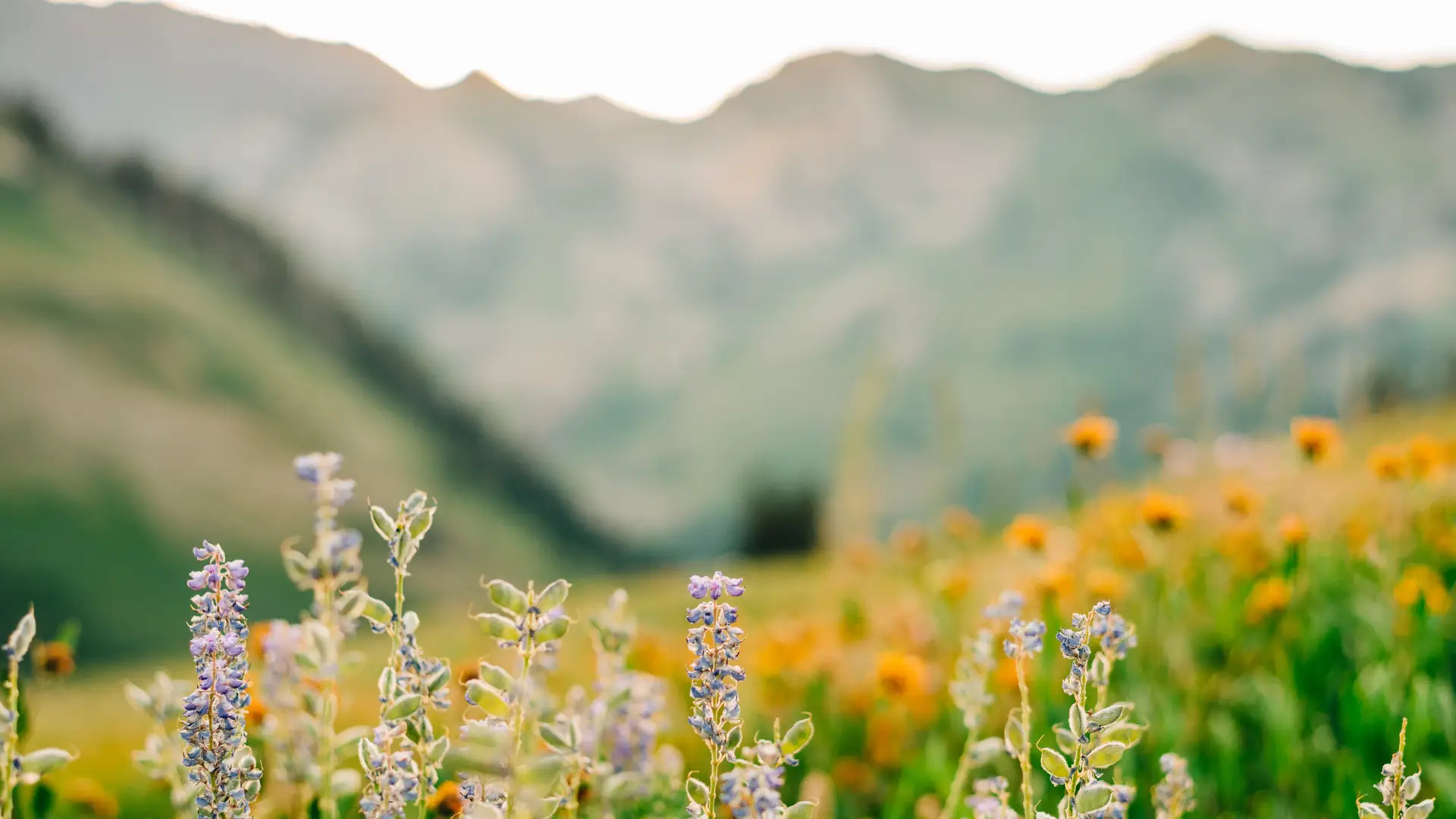 mountain view with purple and yellow flowers in foreground